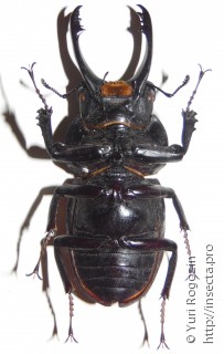 Самец  Neolucanus delicatus