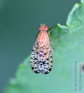 Имаго  Eusapromyza poeciloptera