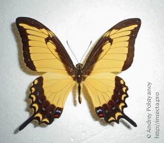 Papilio thersites