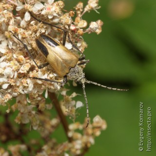 Самка  Pachyta bicuneata