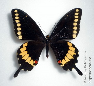 Самец  Papilio caiguanabus