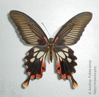Самка  Papilio mayo