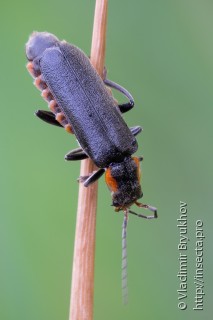 Имаго  Cantharis obscura