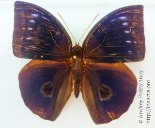 Самец  Discophora philippina