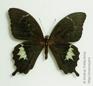 Самец  Papilio schmeltzi