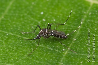 Самка  Aedes albopictus