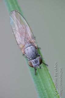 Chamaemyia