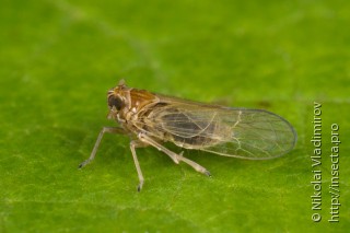 Delphacidae