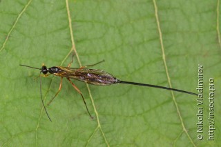 Hymenoptera