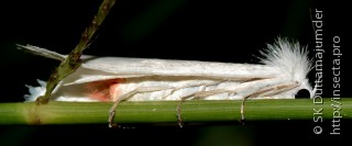 Самка  Scirpophaga excerptalis