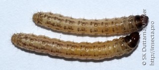 Личинка  Chilo tumidicostalis