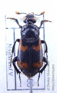 Самка  Nicrophorus nepalensis