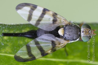 Самка  Urophora solstitialis