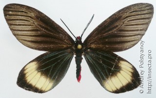 Самка  Histia flabellicornis