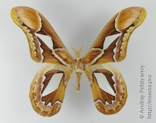Самец  Rothschildia hopfferi