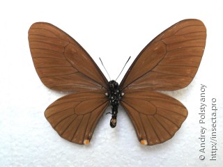 Papilio slateri