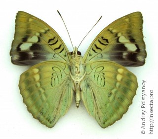 Самец  Euthalia nara