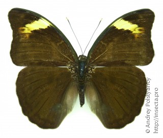 Самец  Bebearia nivaria