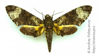 Самец  Coelonia fulvinotata