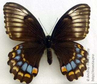 Самка  Papilio weymeri