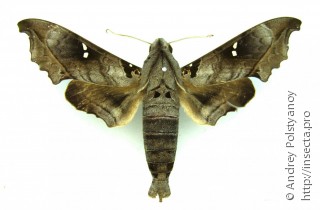 Самец  Madoryx oiclus