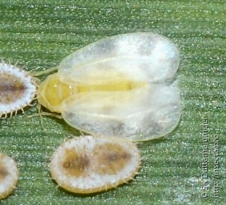 Aleyrodidae