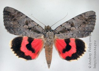 Самка  Catocala amatrix