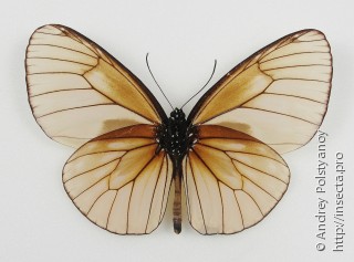 Euploea phaenareta unibrunnea