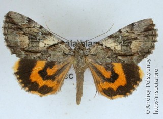 Самец  Catocala blandula