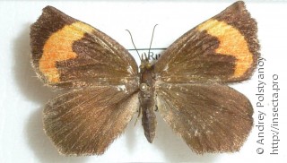 Имаго  (Pterodecta felderi)