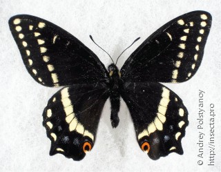 Самец  Papilio indra