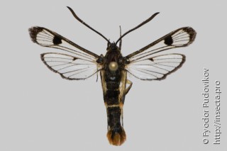 Synanthedon scoliaeformis