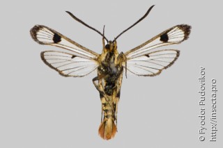 Synanthedon scoliaeformis