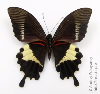Papilio diophantus