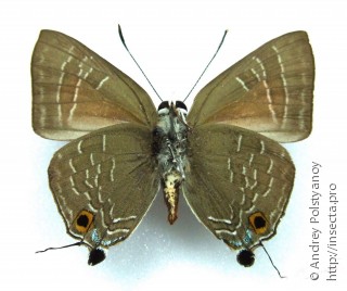 Euchrysops cnejus