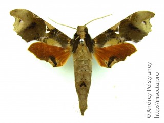 Самец  Callionima denticulata