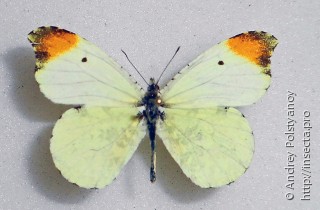 Самец  Anthocharis limonea