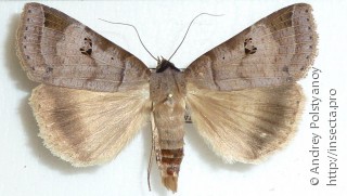 Lygephila maxima