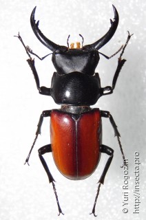 Hemisodorcus arrowi