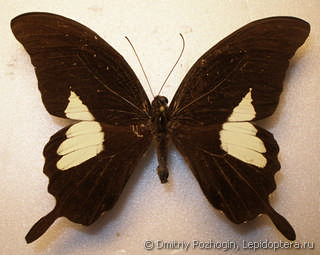 Papilio antonio