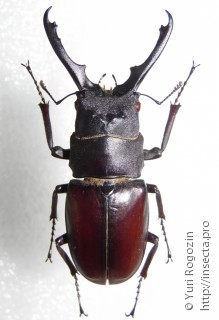 Самец  Prosopocoilus myrmecoleon