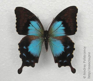 Самка  Papilio montrouzieri