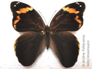 Самка  Selenophanes cassiope