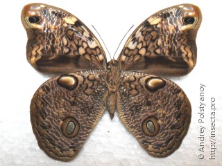 Самка  Selenophanes cassiope