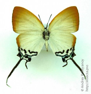 Самец  Cheritra orpheus
