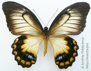 Papilio tydeus tydeus