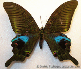 Самец  Papilio arcturus