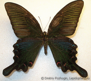 Самец  Papilio bianor