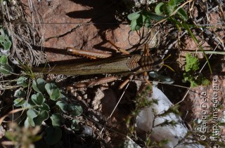 Tropidacris collaris