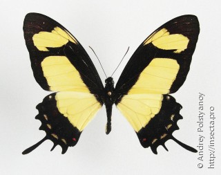 Papilio garleppi